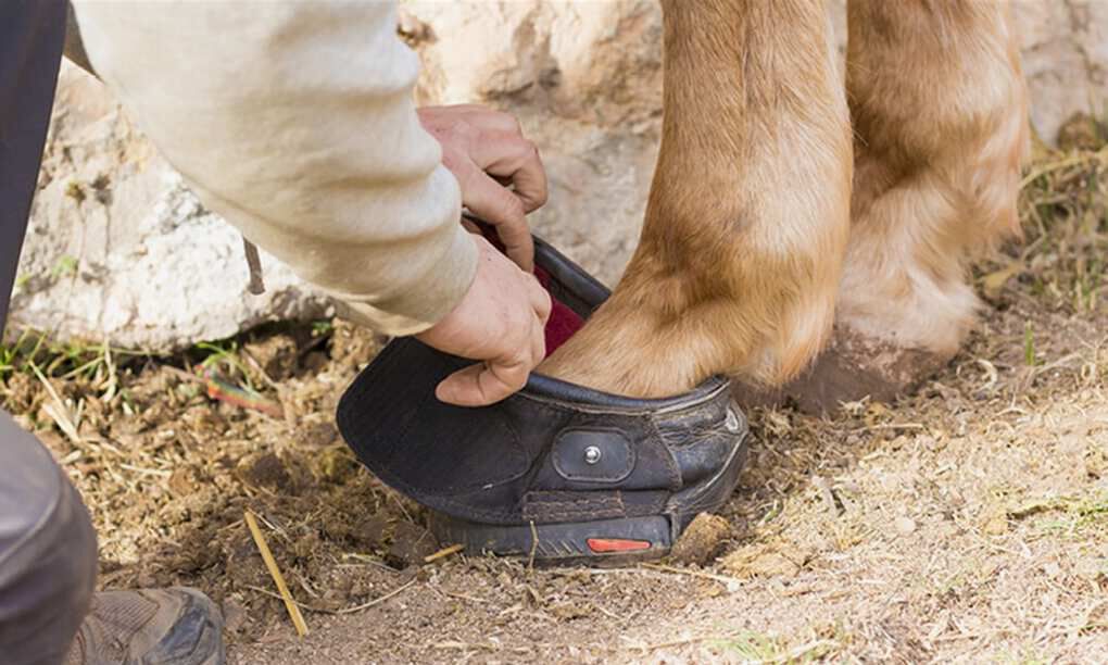 Best boots for working with horses online
