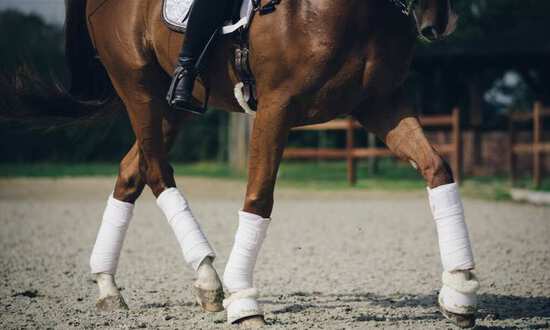 Horse clearance training boots