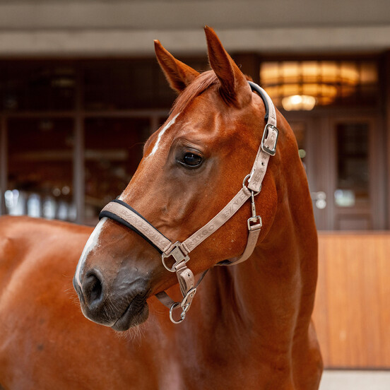 Halters & Leads