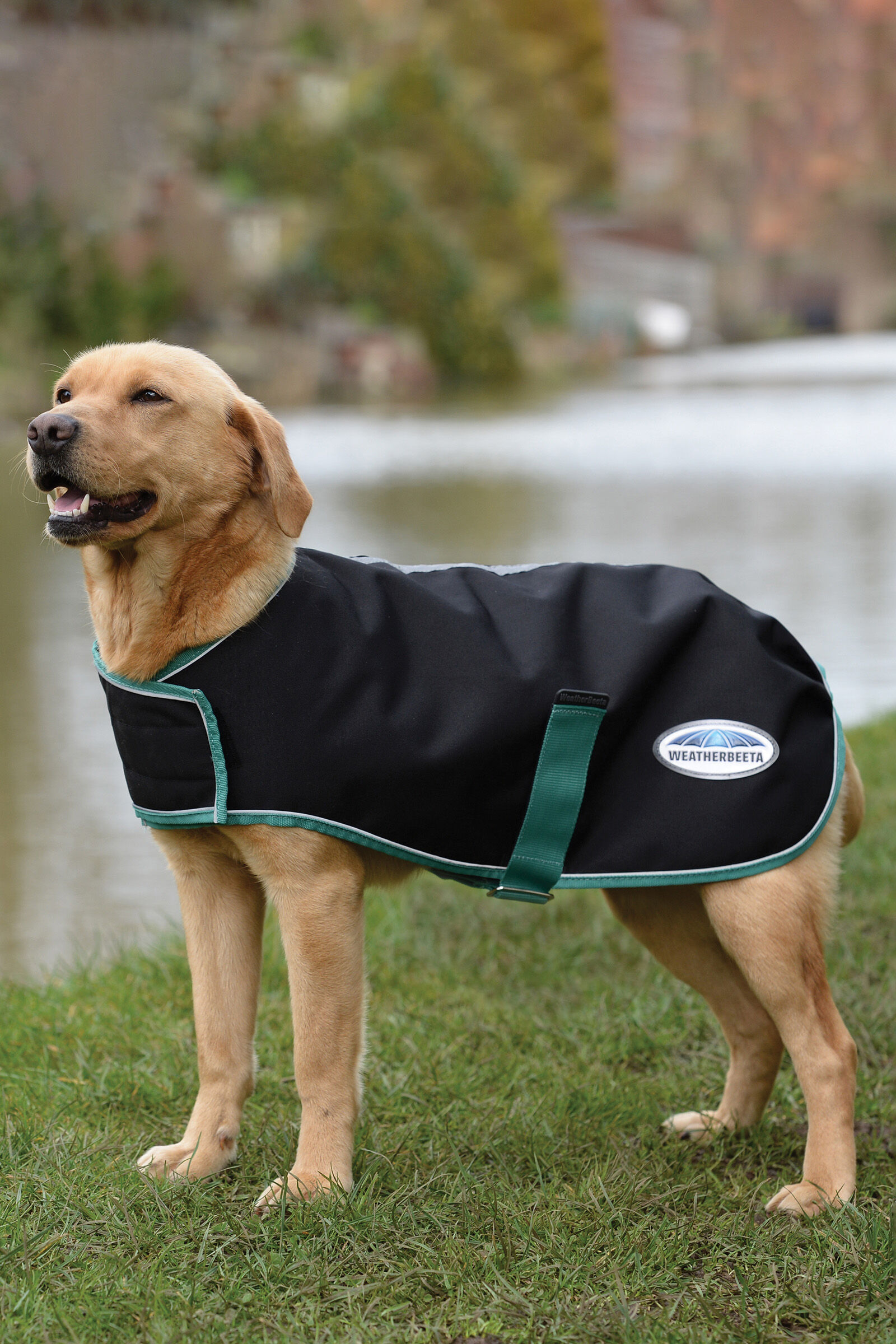 Weatherbeeta dog deals collar