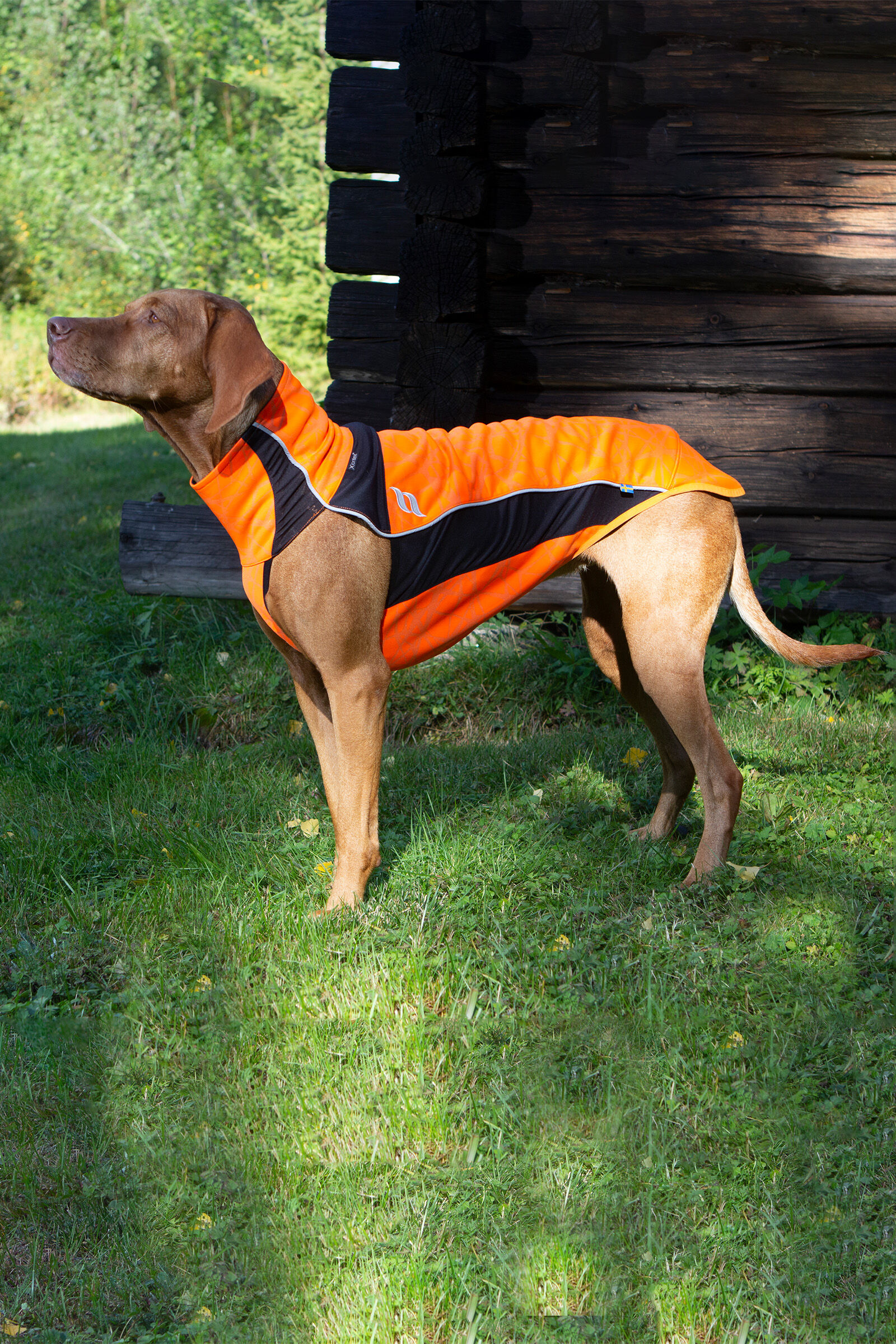 Back on track jackets for dogs top