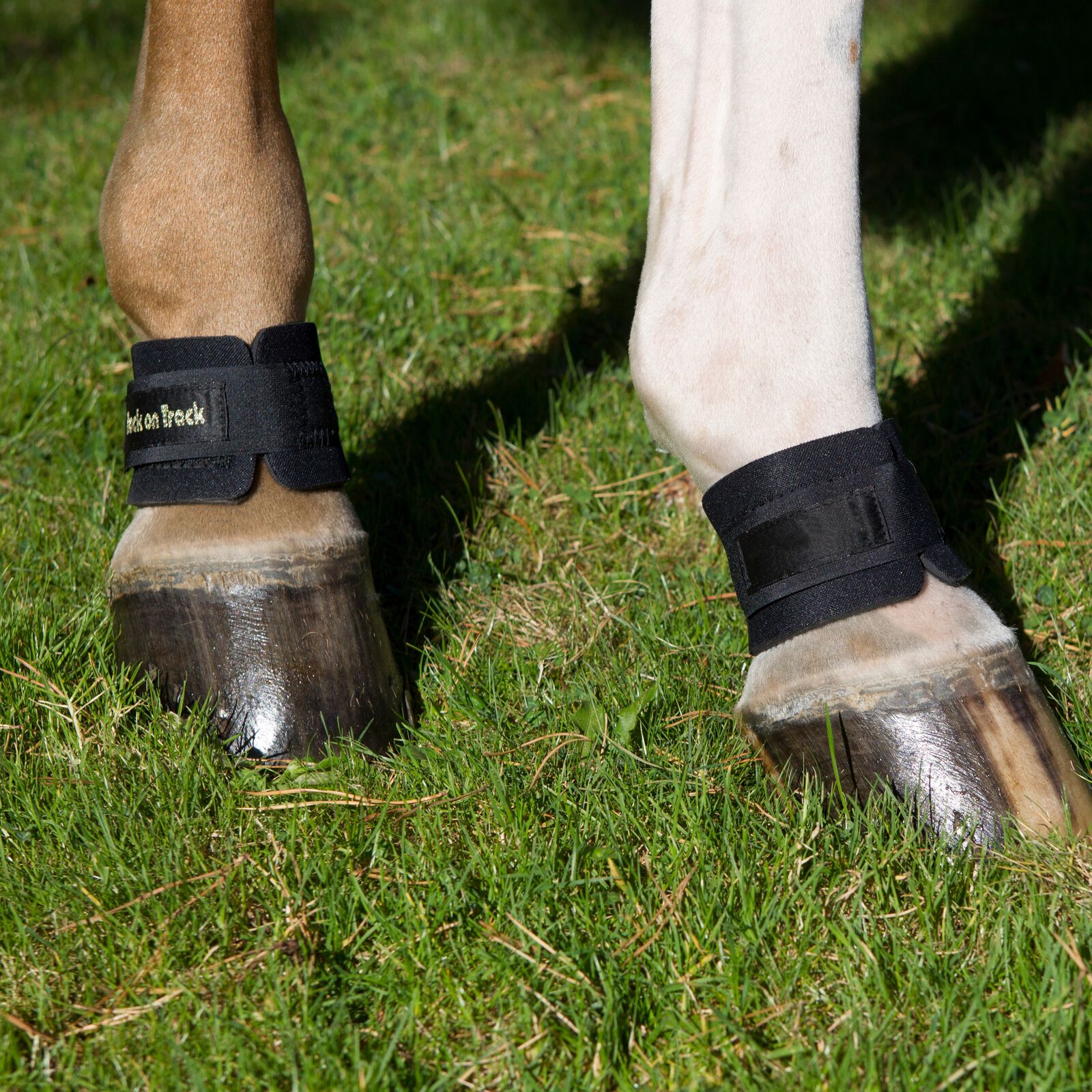 Pastern boots sales