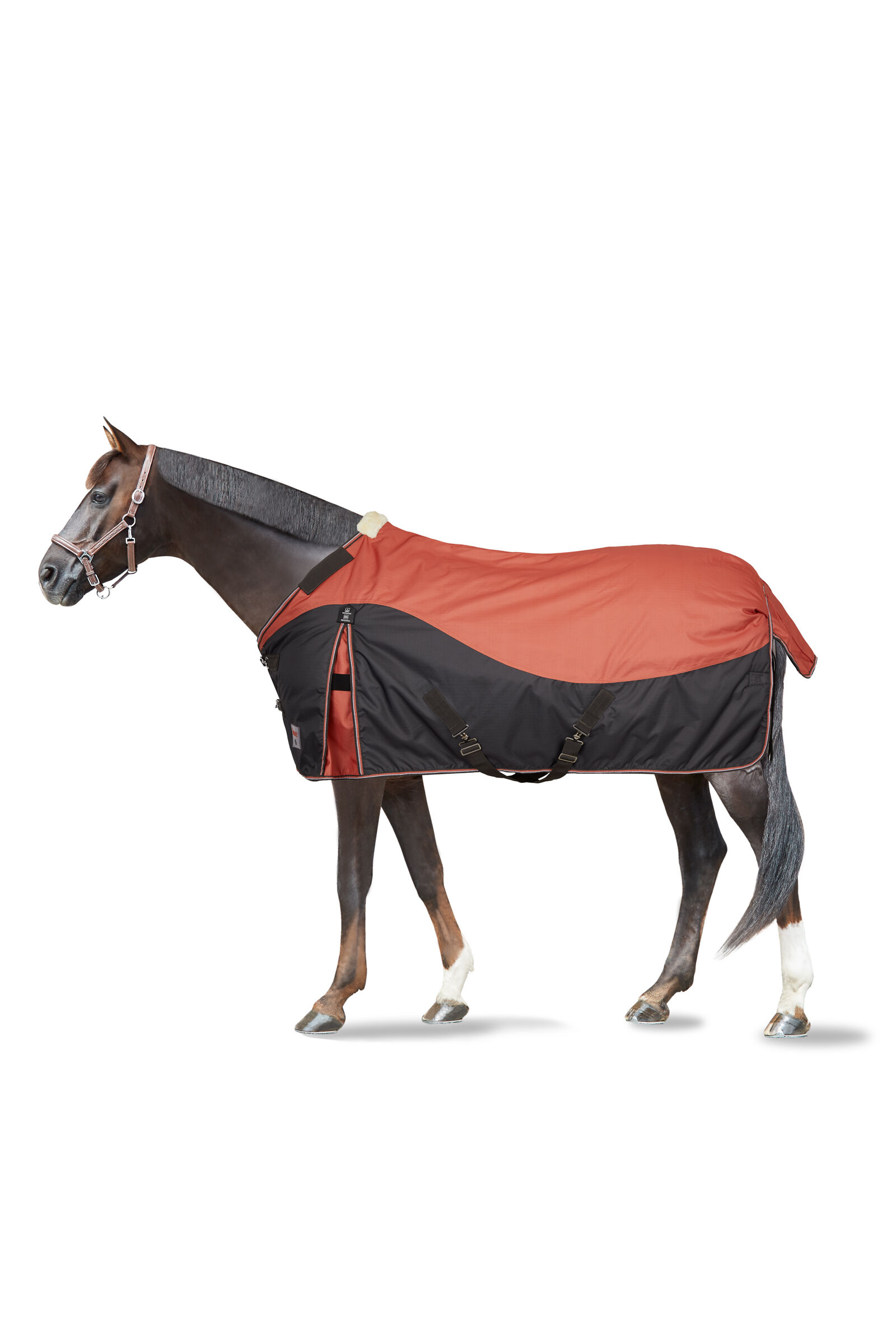 Horse accessories deals online
