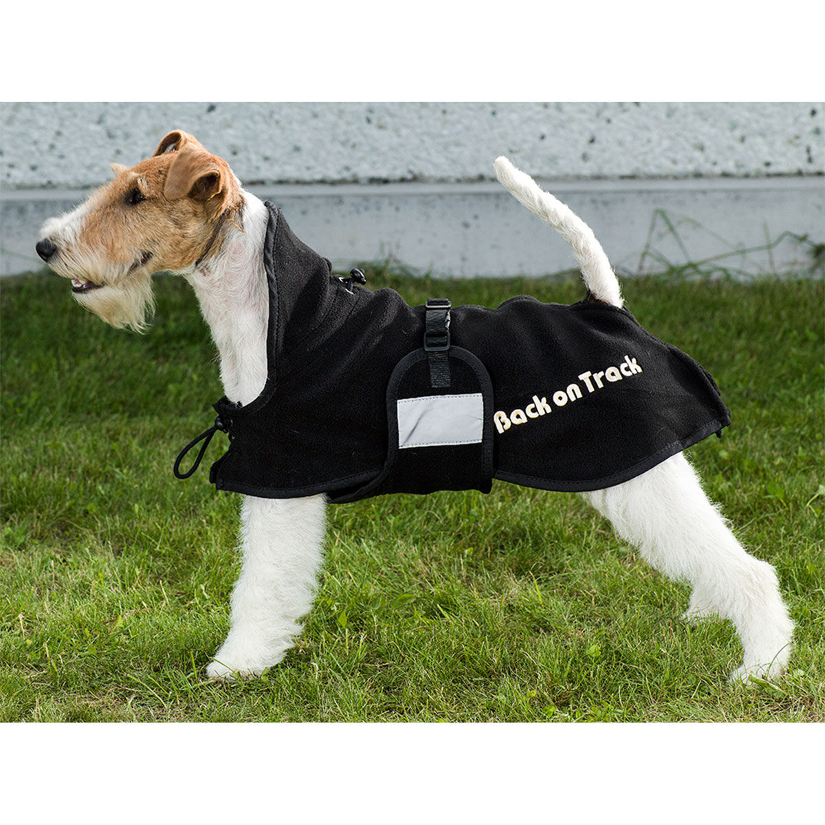 Back on track dog rug online