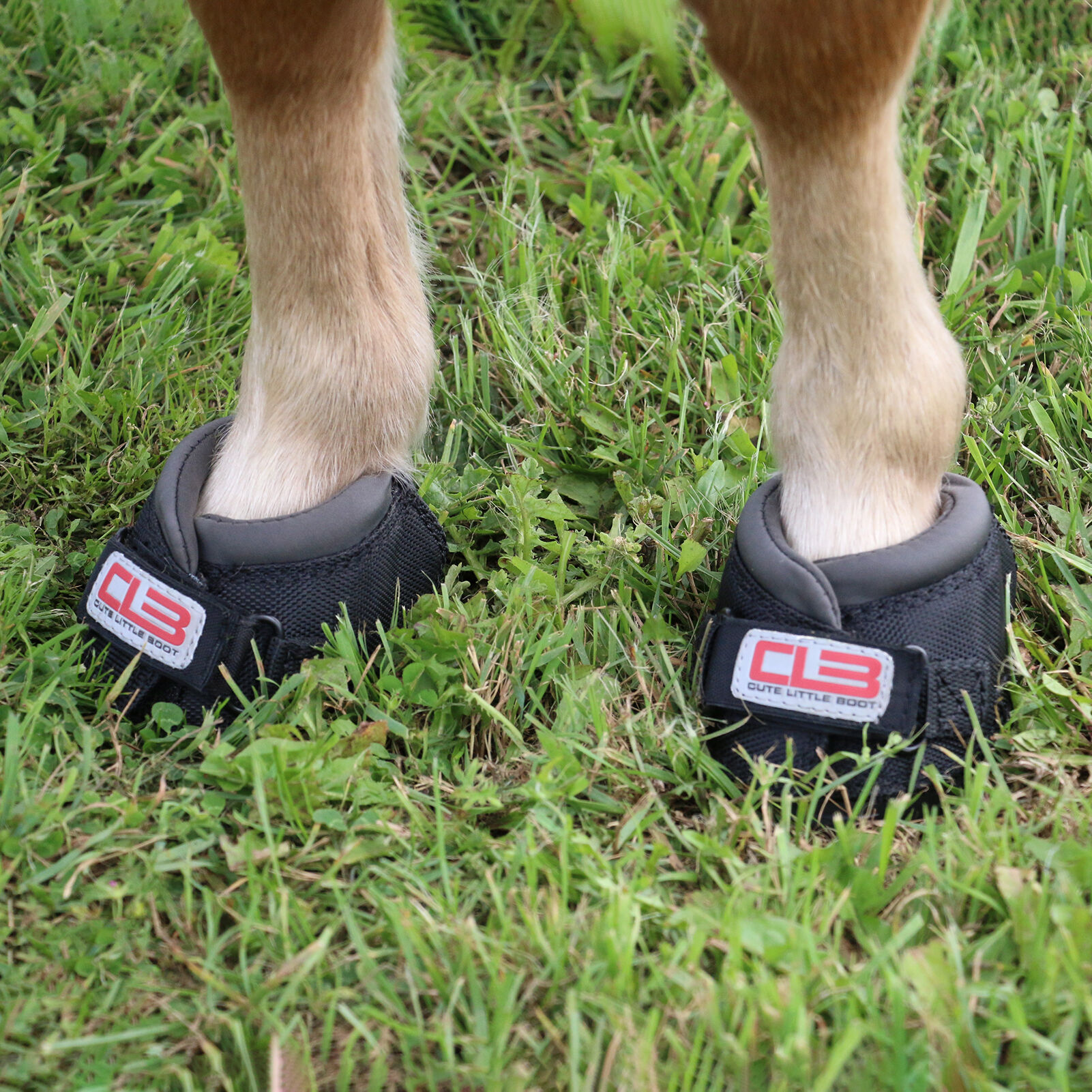 Used cavallo hoof on sale boots for sale