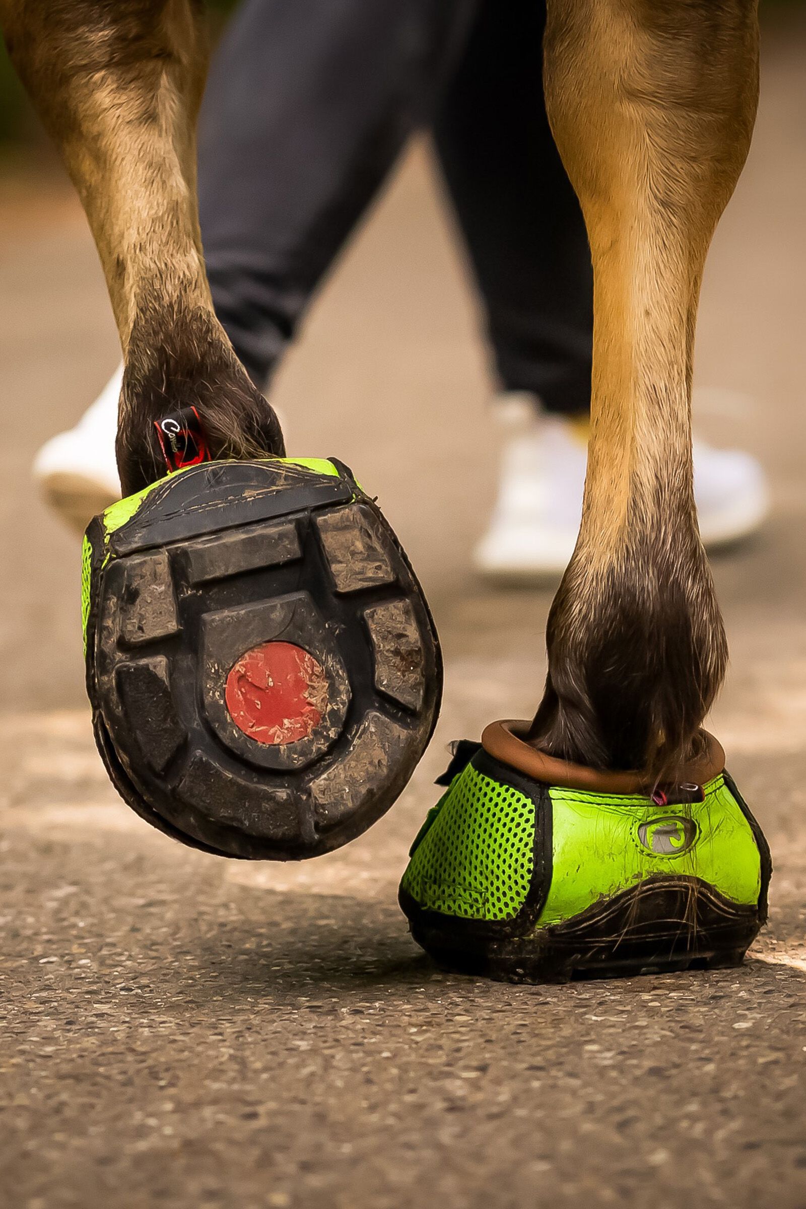Buy affordable Cavallo Hoof Boots F.R.A. now horze.eu