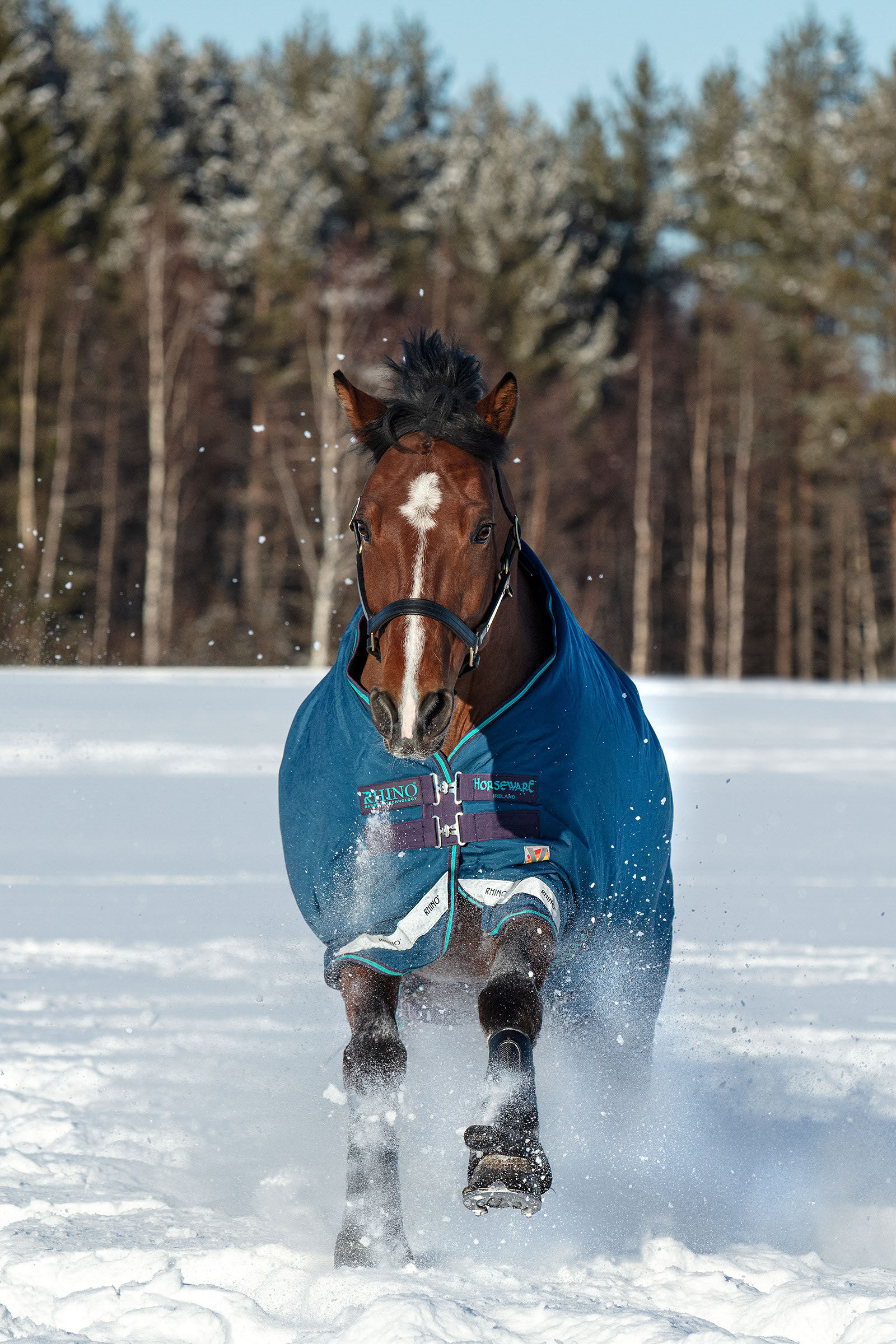 Winter horse shop blanket