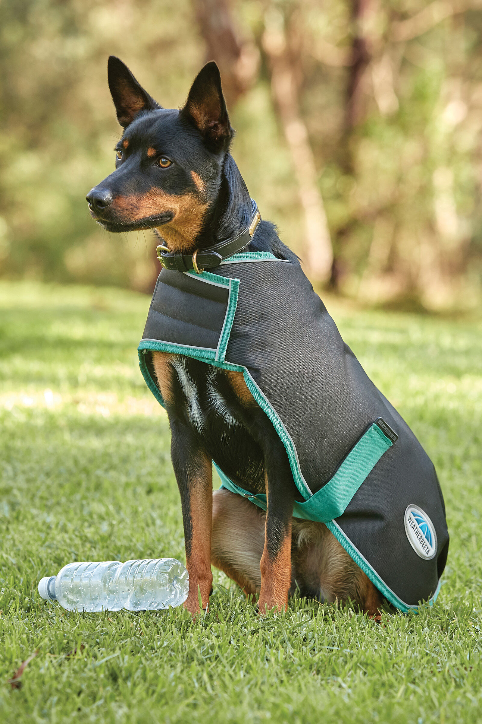 Weatherbeeta dog 2025 collar