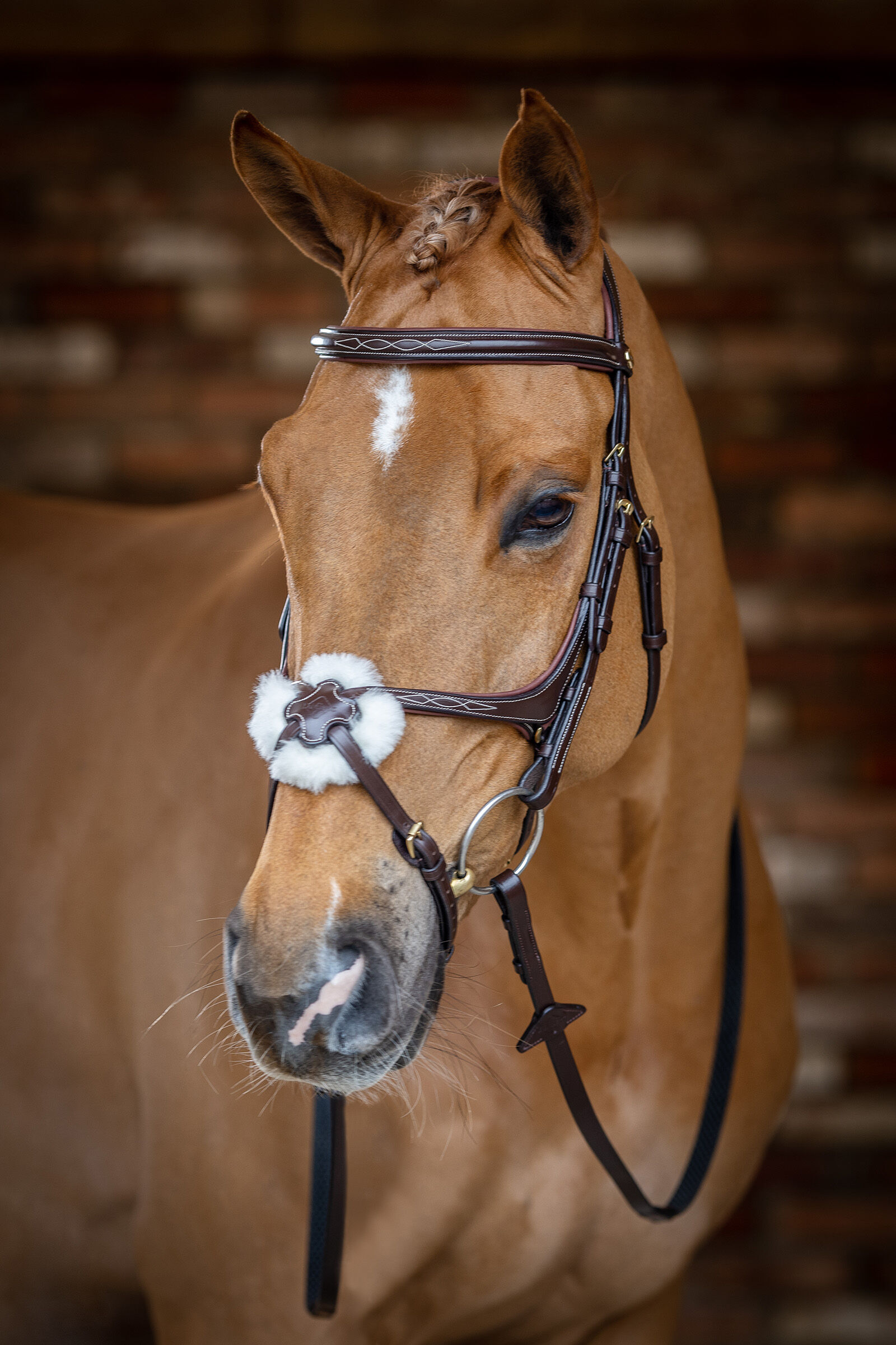 Buy LeMieux Grackle Bridle horze.eu
