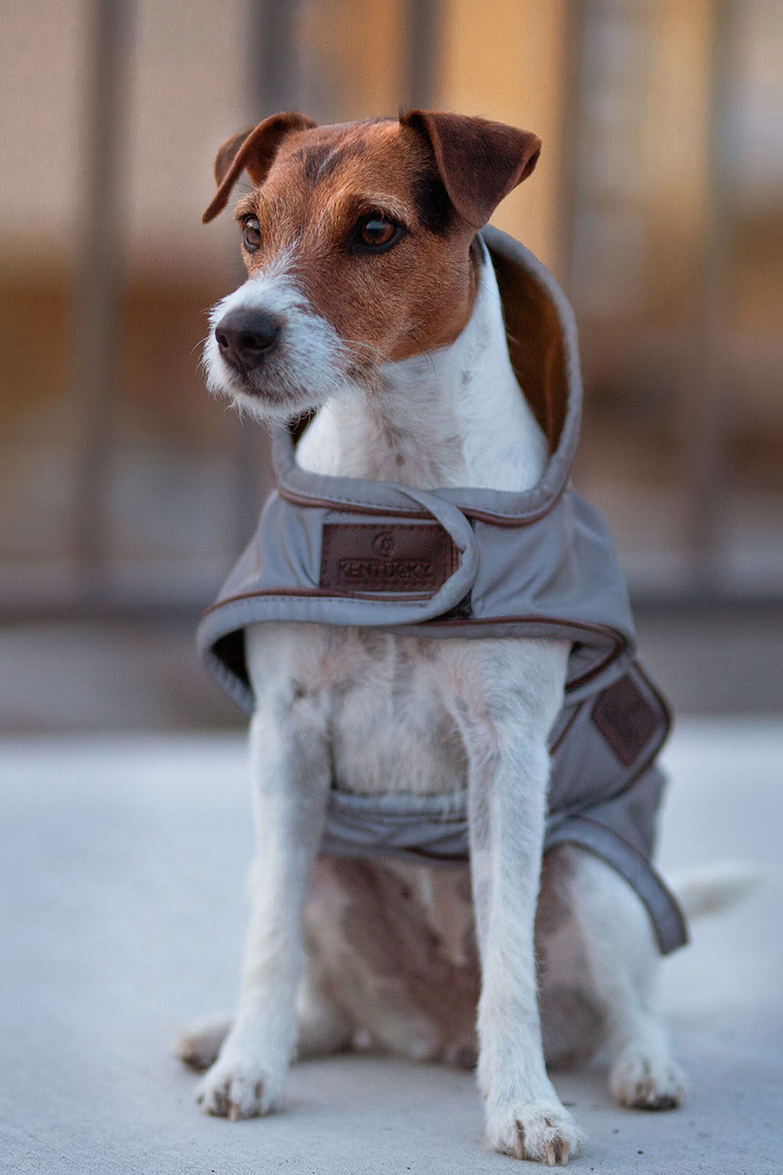 Reflective dog hot sale coats uk