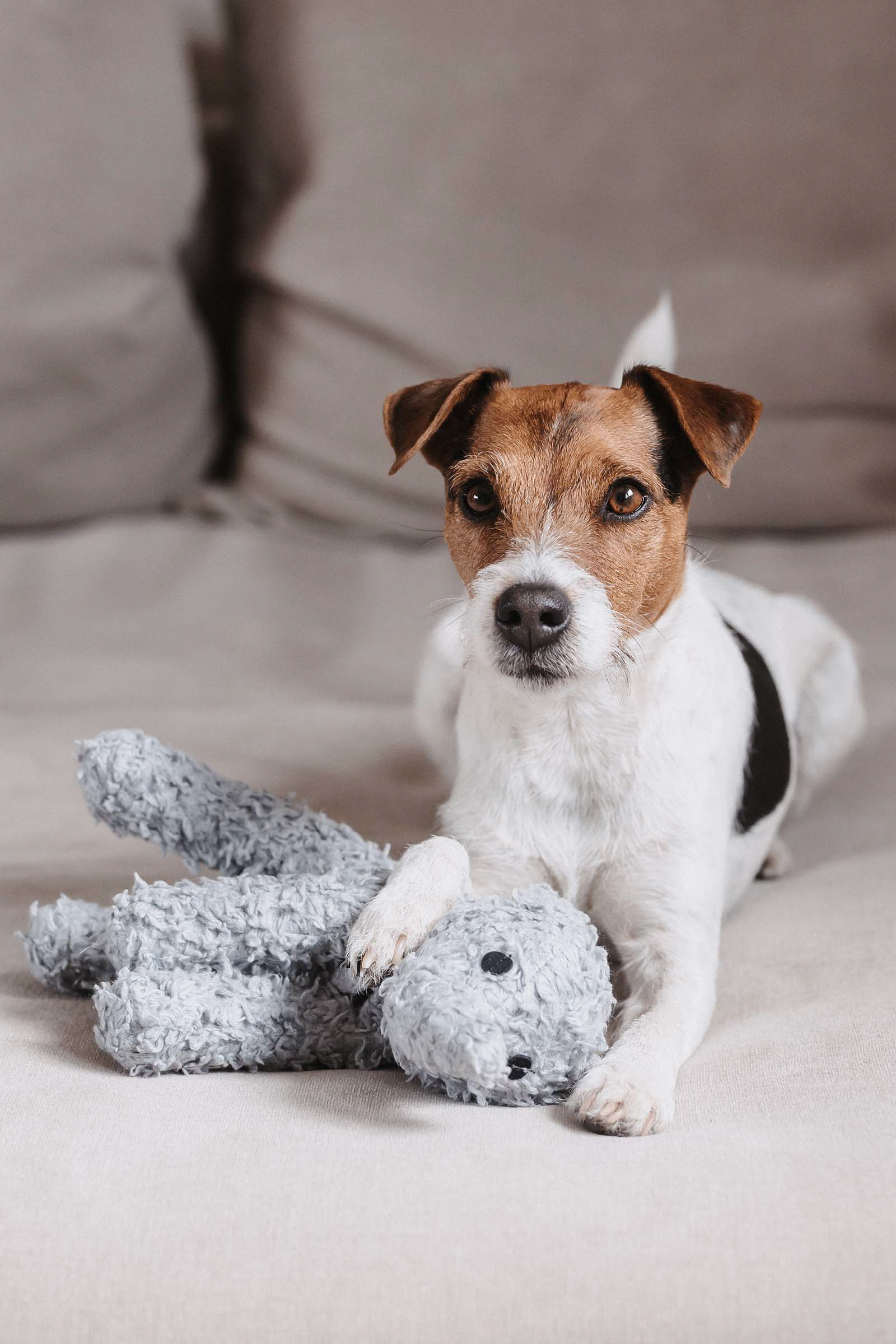 Dog toy sites discount
