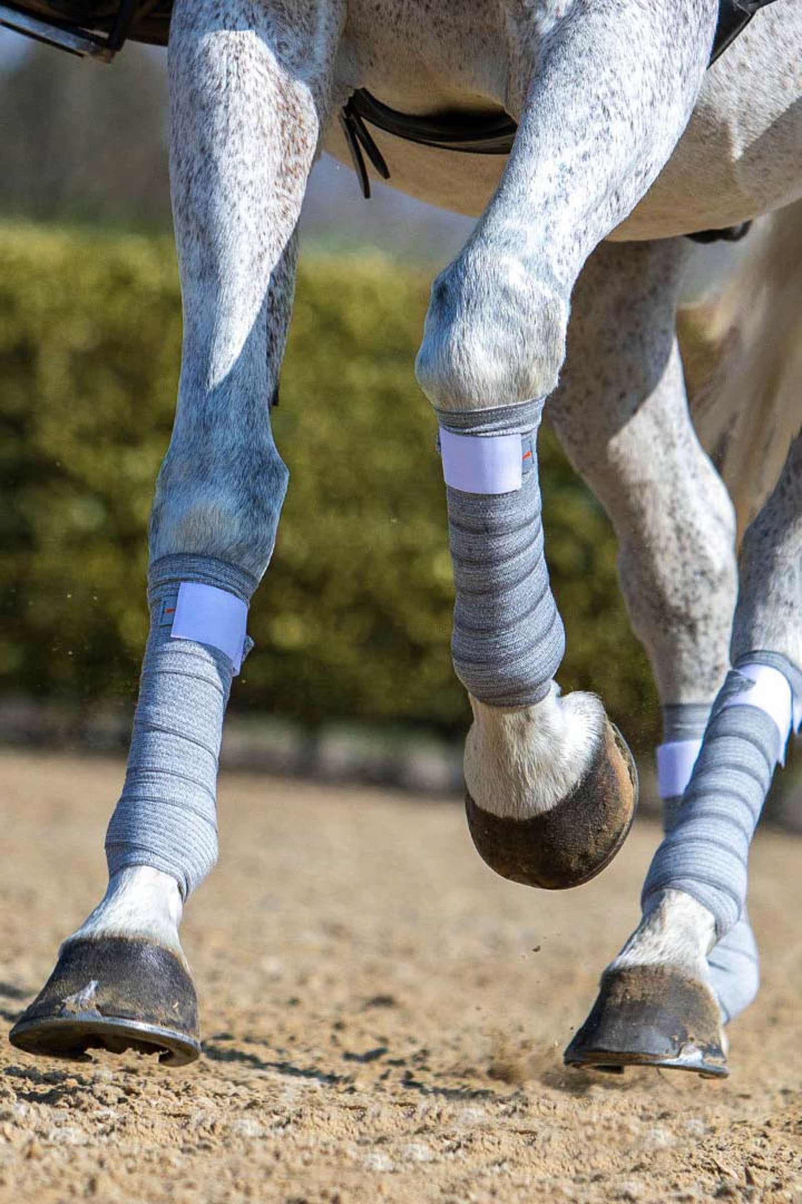 Horse top ankle wraps