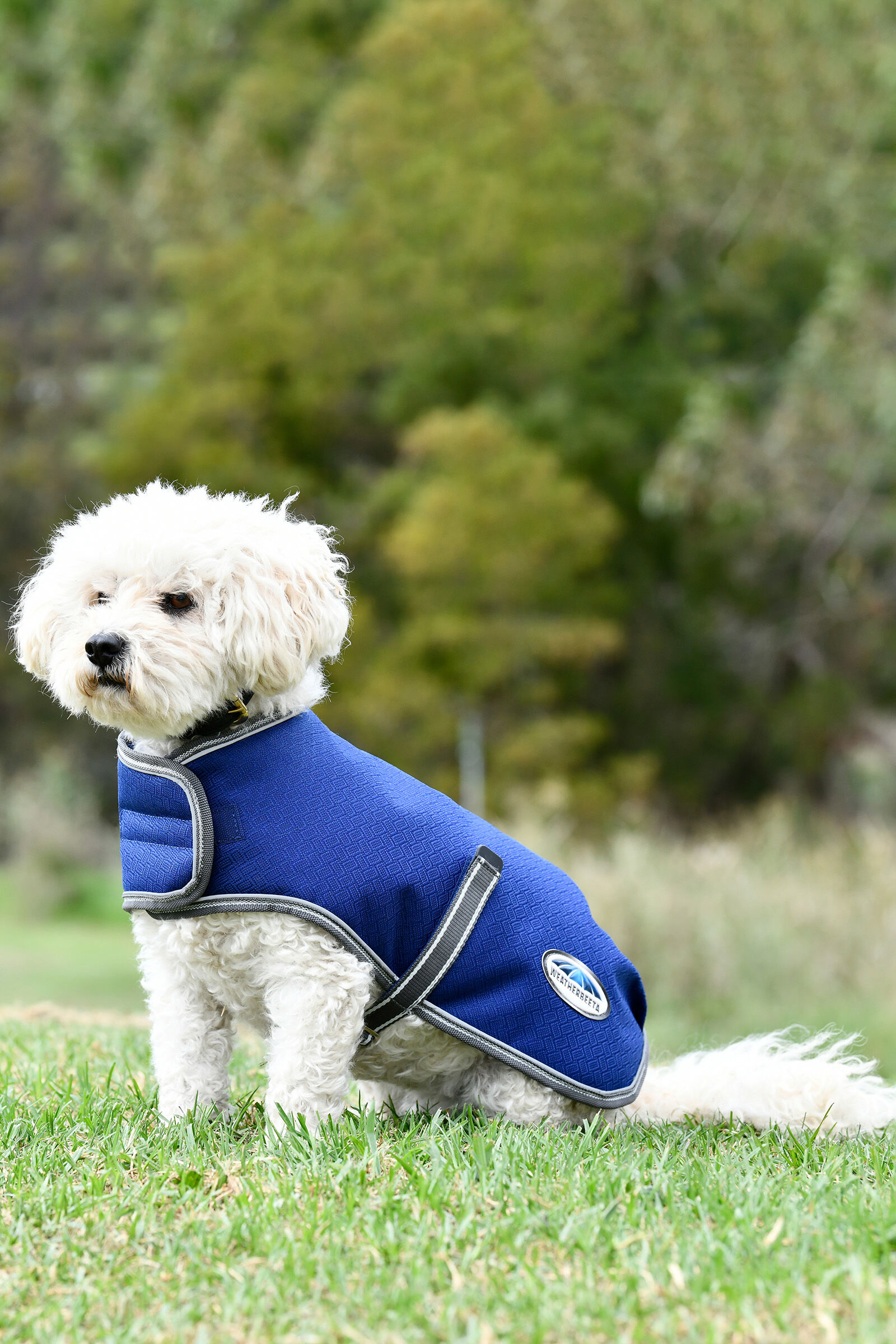 Free dog sales clothes