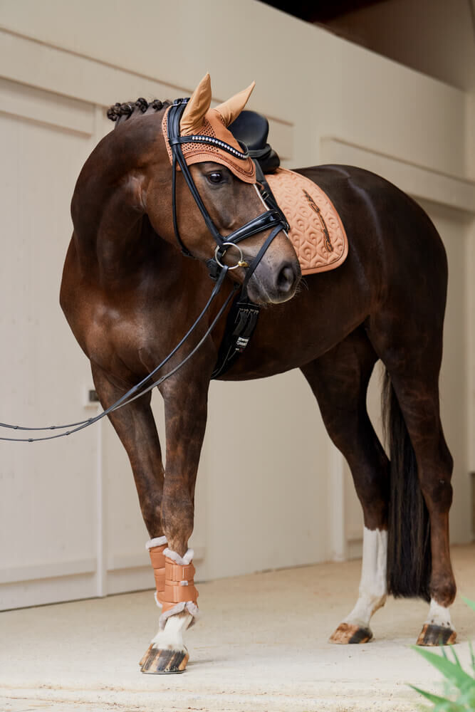 Buy Golden Chestnut Equestrian horze.eu