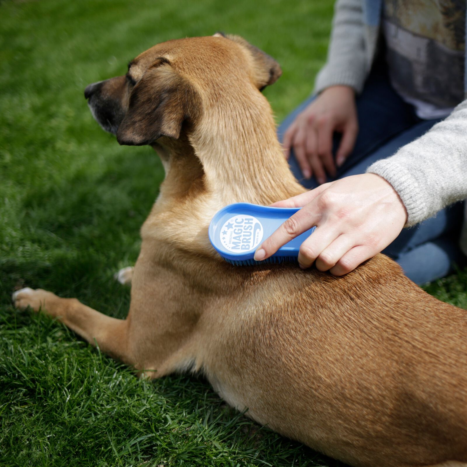 Magic dog toothbrush top