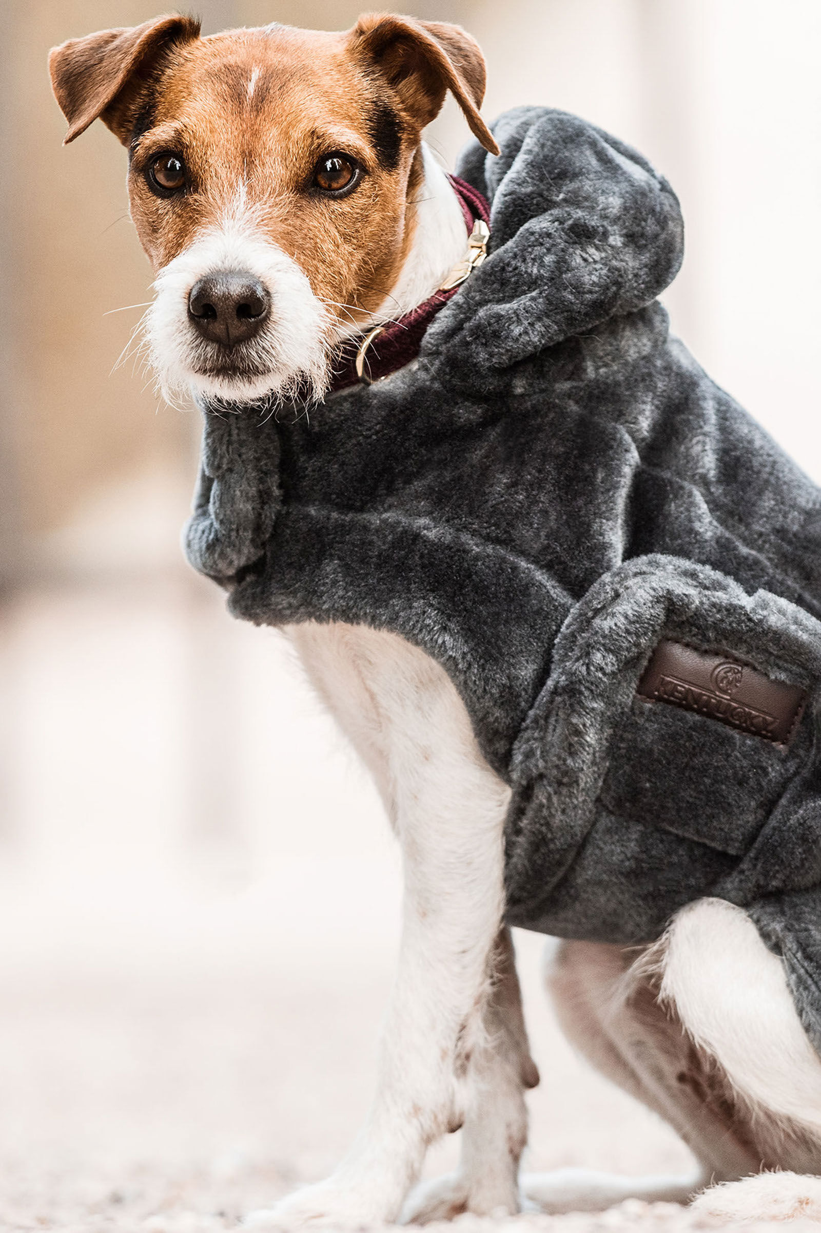 Fur coat dog sales