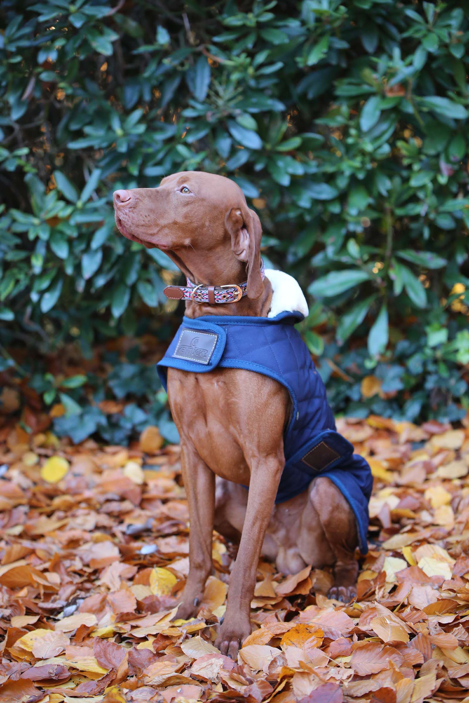 Vizsla cheap waterproof coat