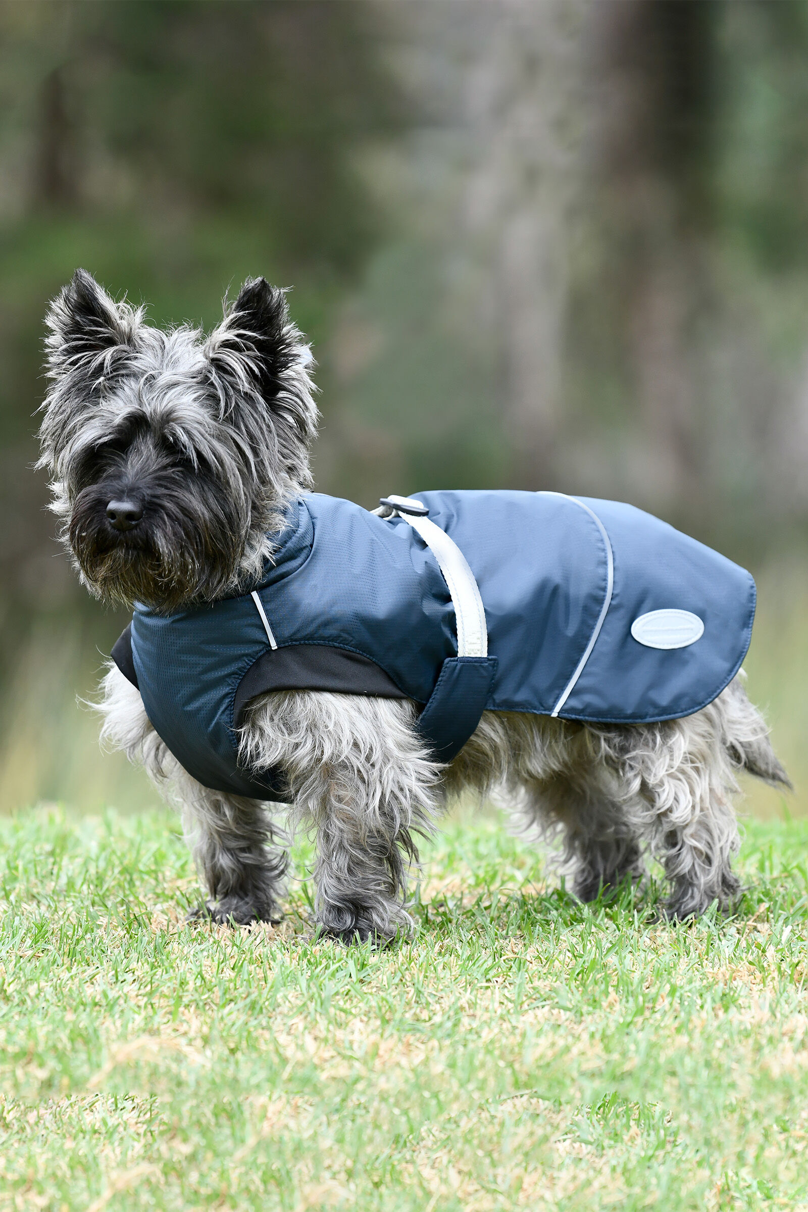 Weatherbeeta best sale dog raincoat