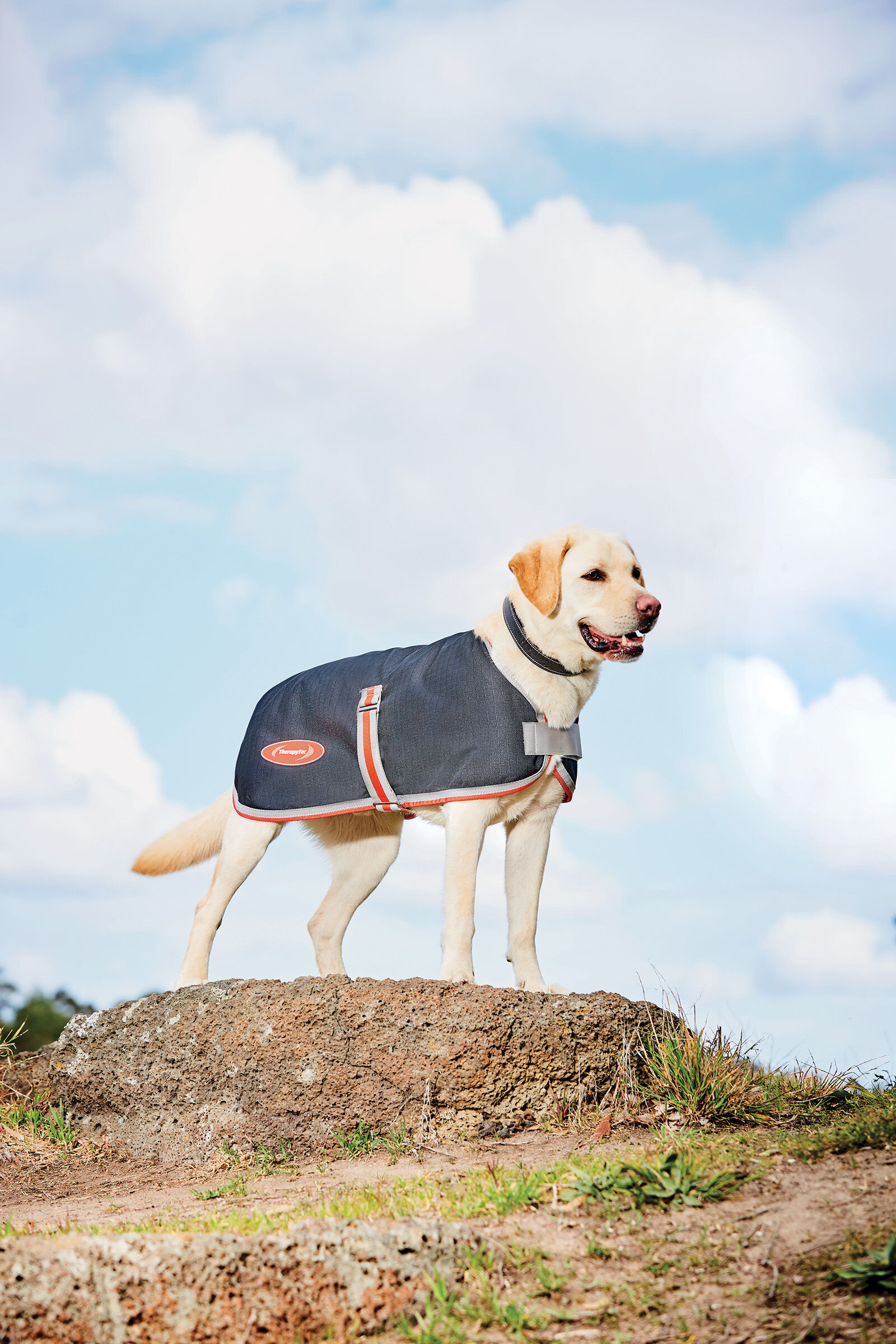 Weatherbeeta 1200d dog coat hot sale
