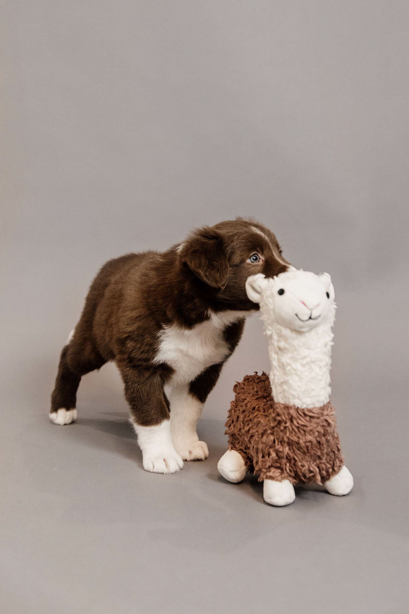 Dog toys for deals sale online