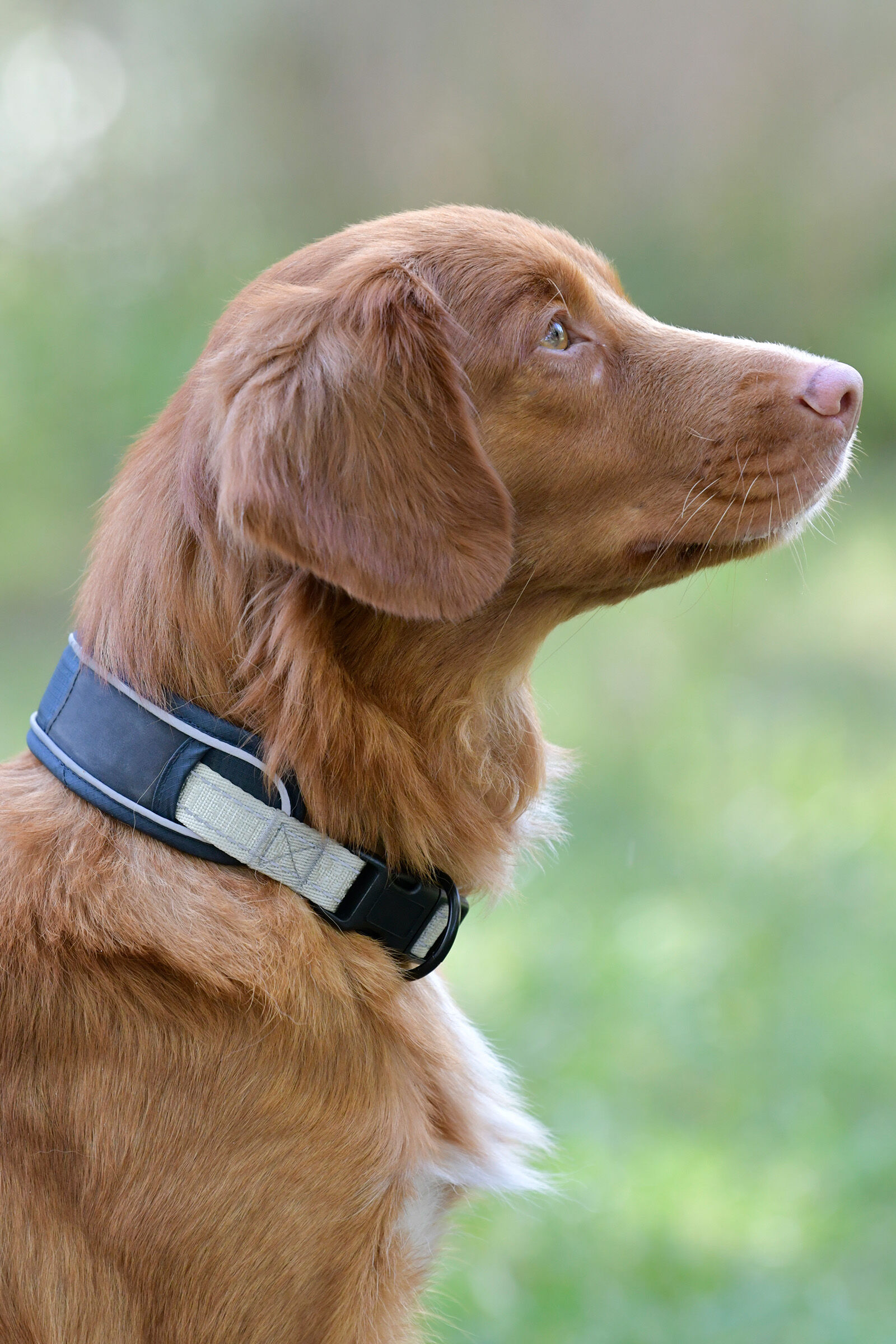 Weatherbeeta dog collar hotsell