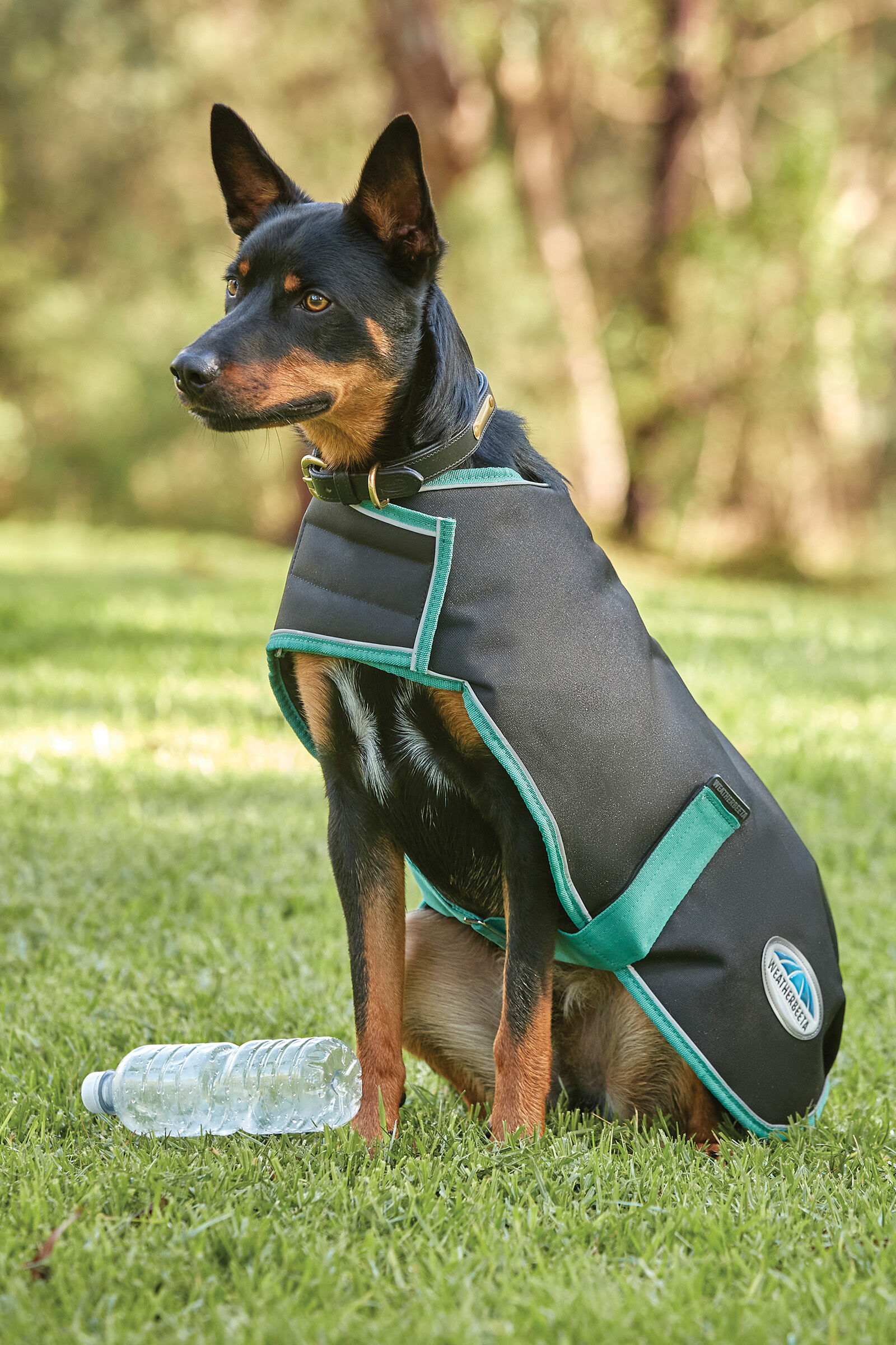 Weatherbeeta waterproof dog coat online