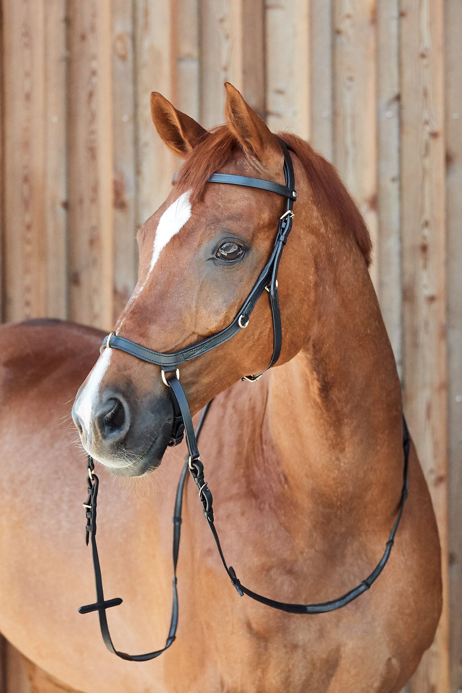 Buy Horze Orlando Combined Bitless Bridle horze.eu