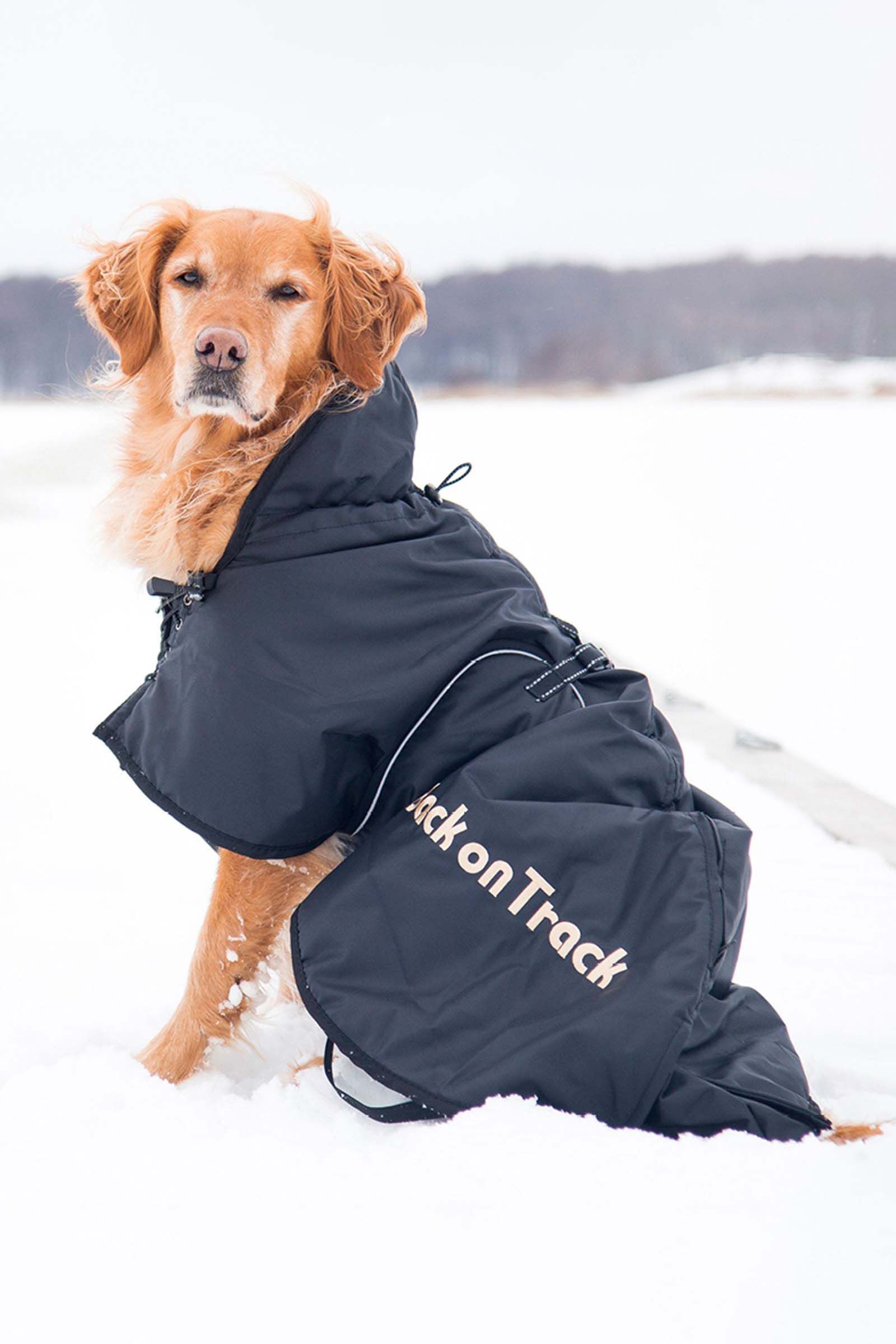 Back on track shop dog blanket