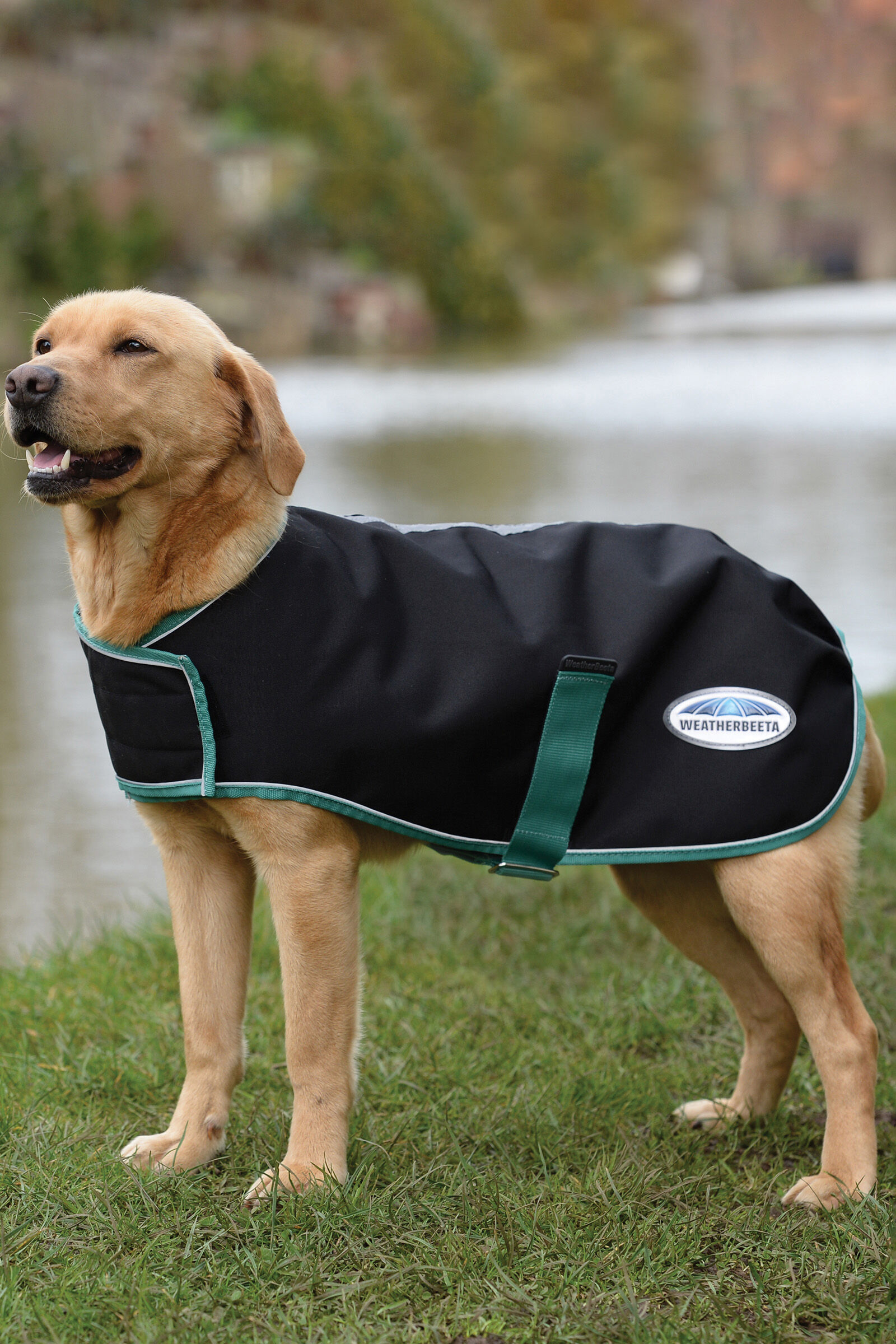Weatherbeeta coat best sale