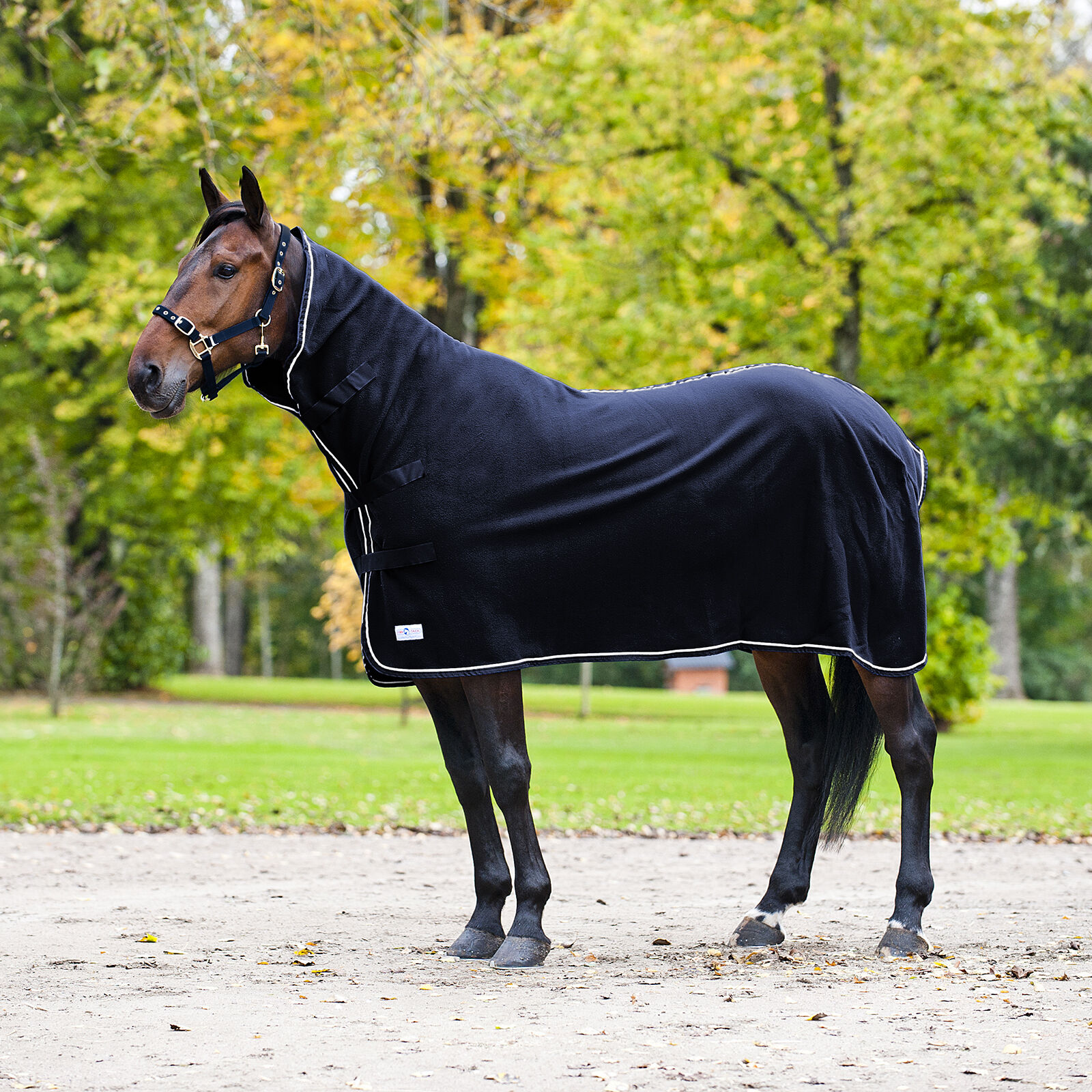 Cooler rug shop