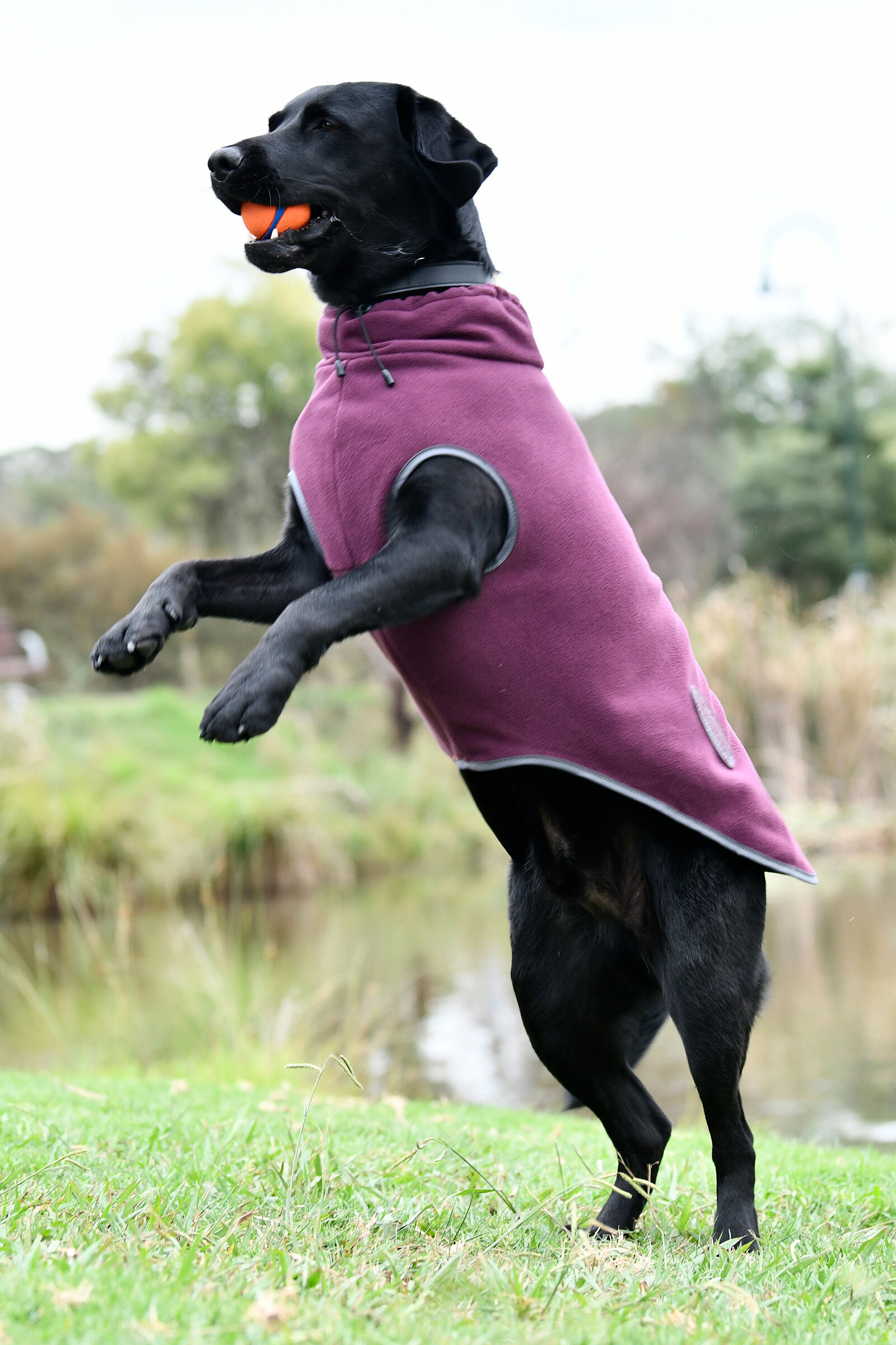 Weatherbeeta fleece zip hot sale dog coat