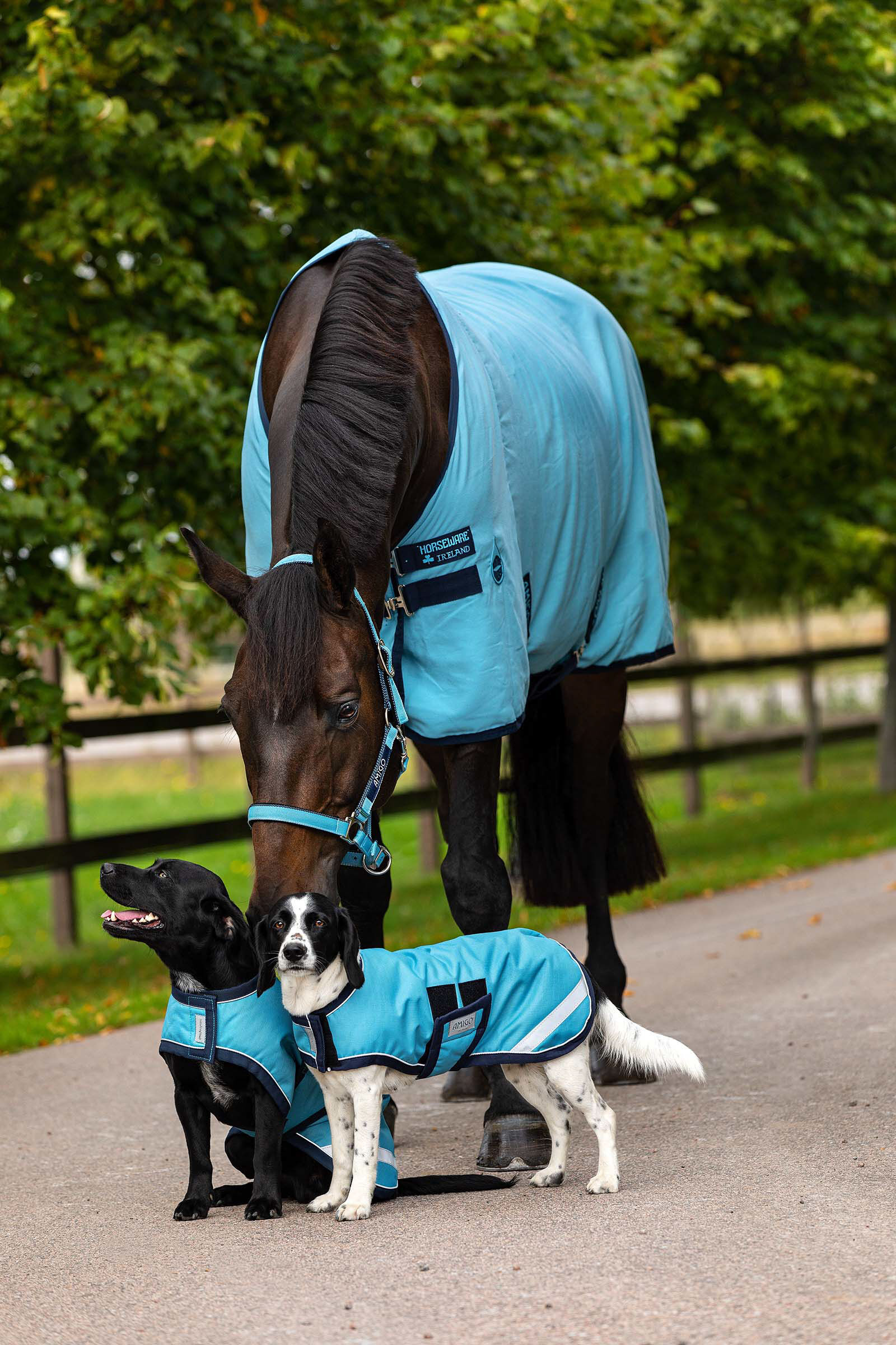 Horseware amigo hotsell dog coat