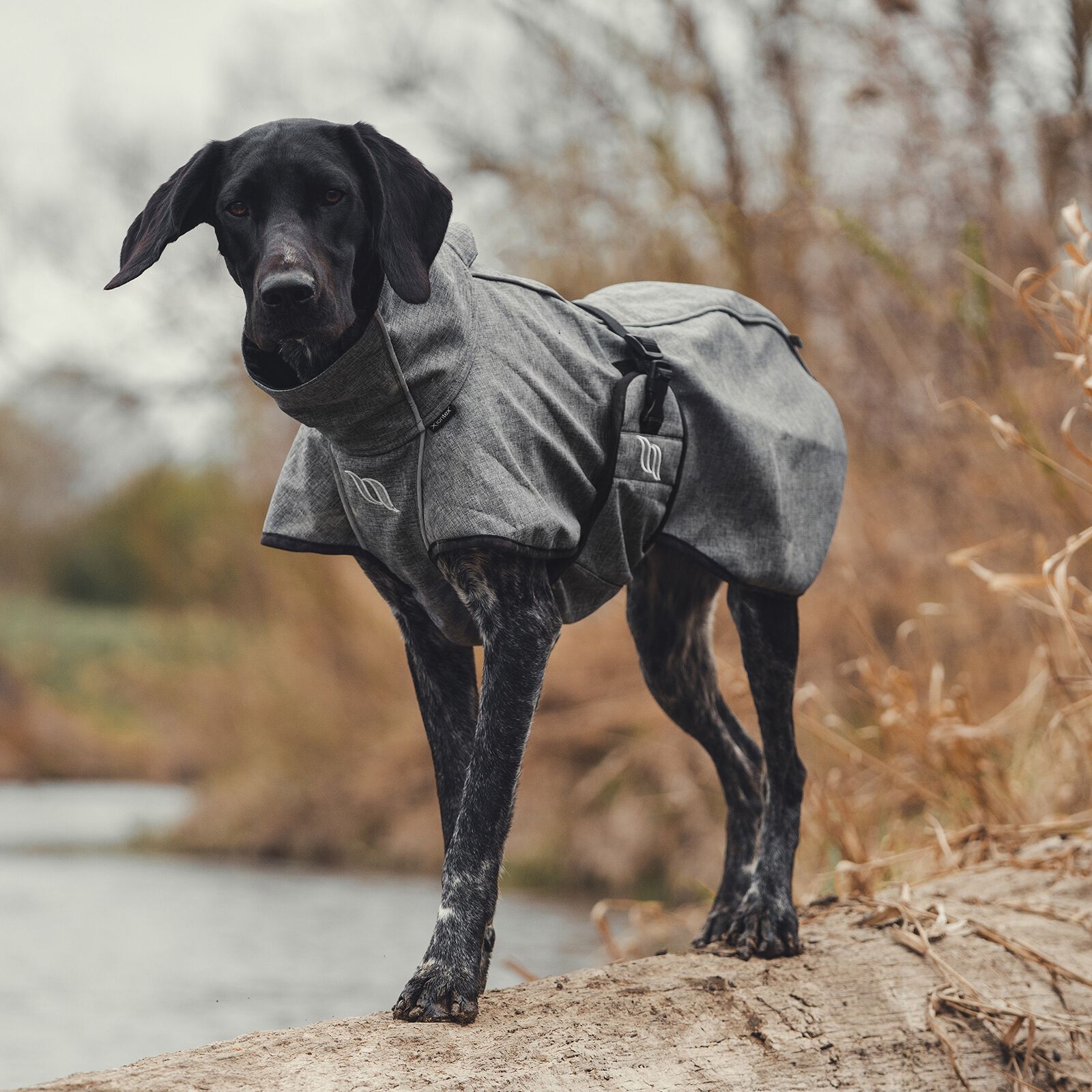 Back on shop track dog coats