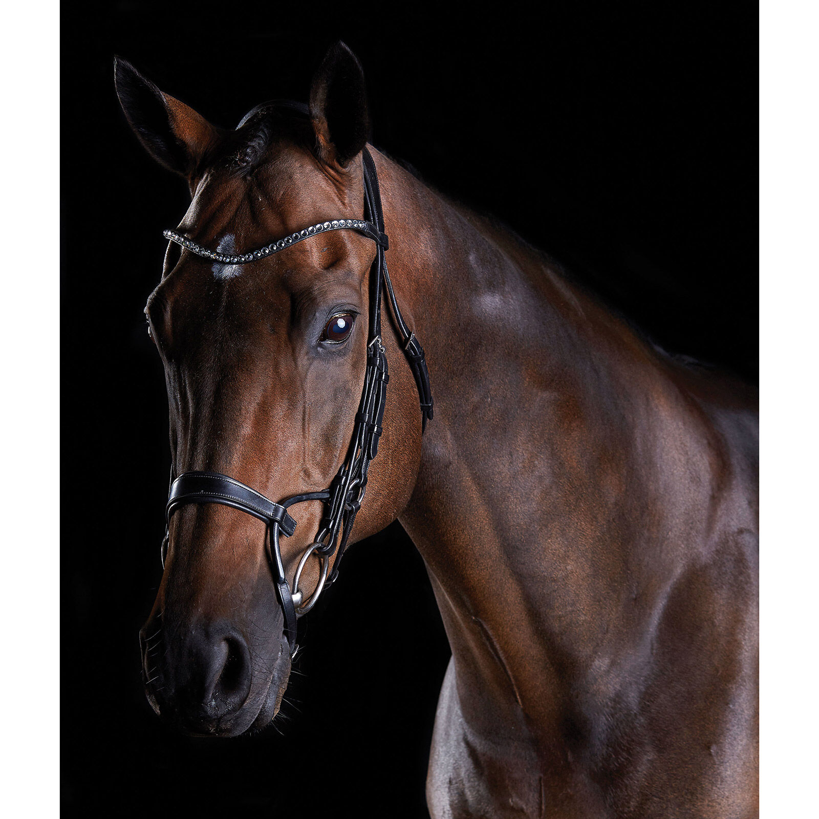 Collegiate bridle outlet