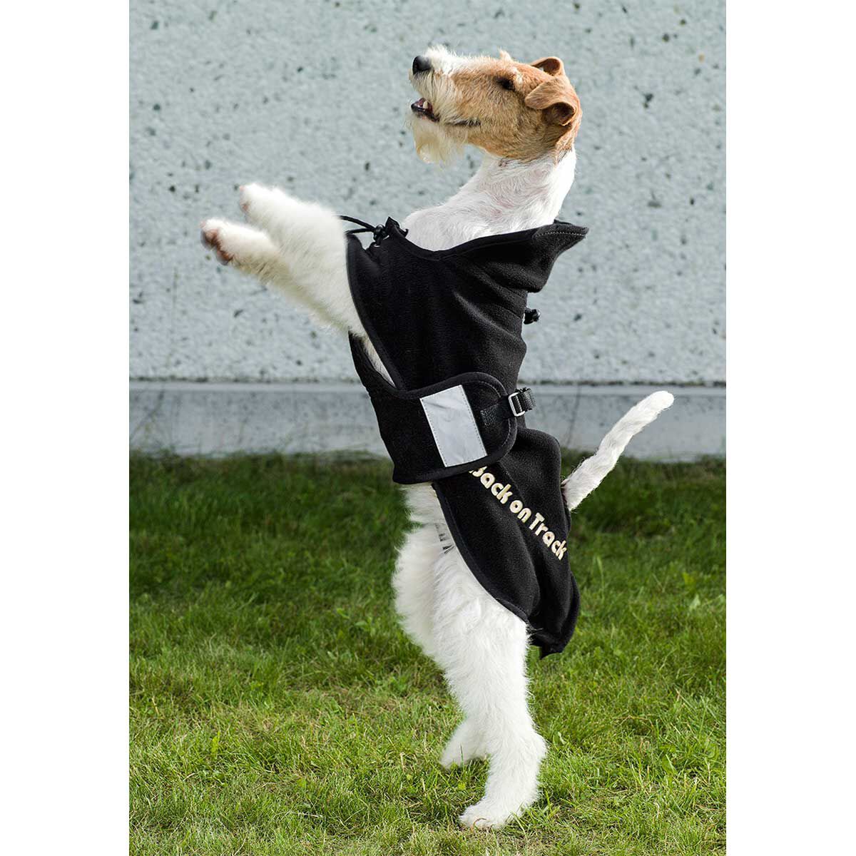 Back on 2025 track dog rug