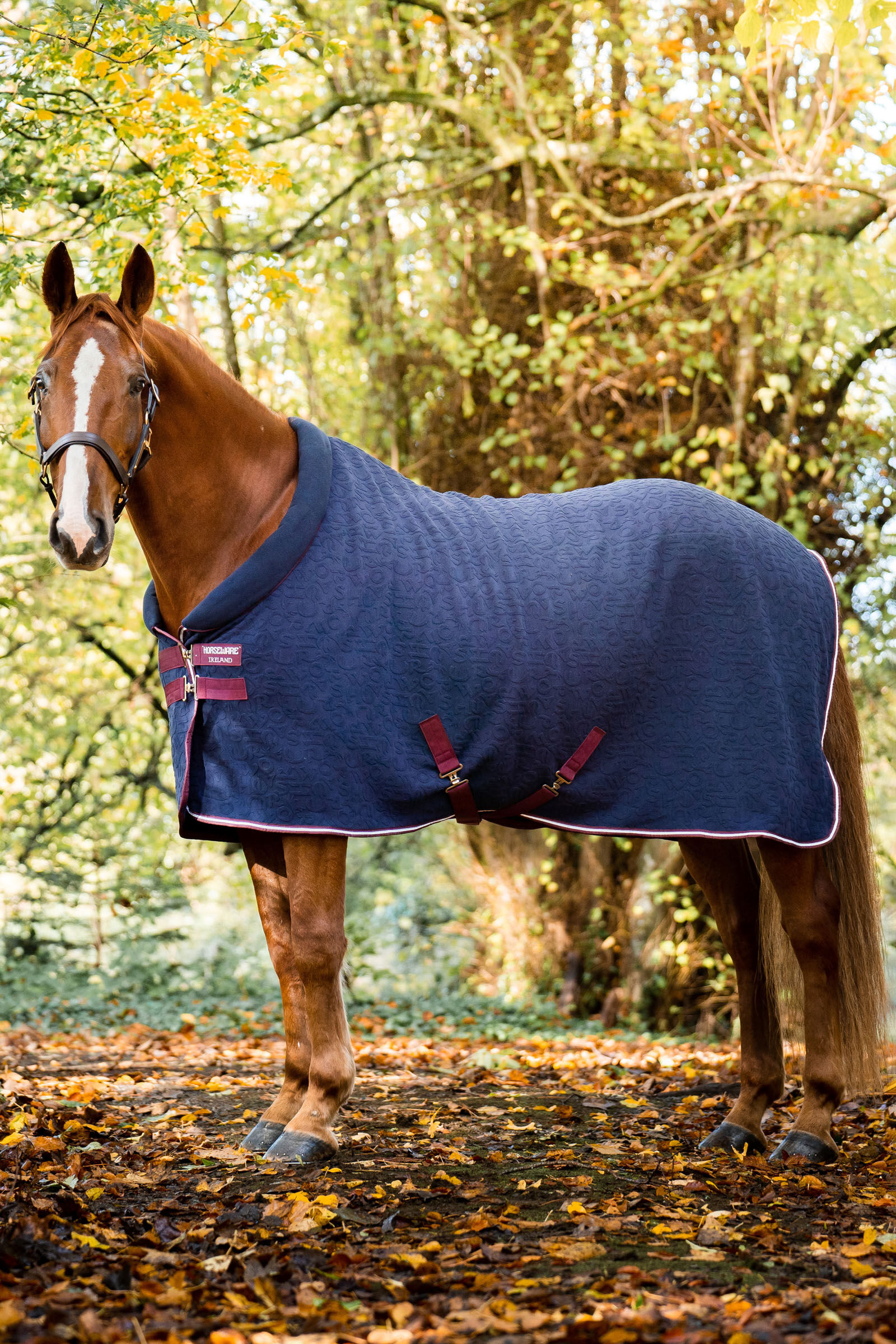 Horse cooler shop